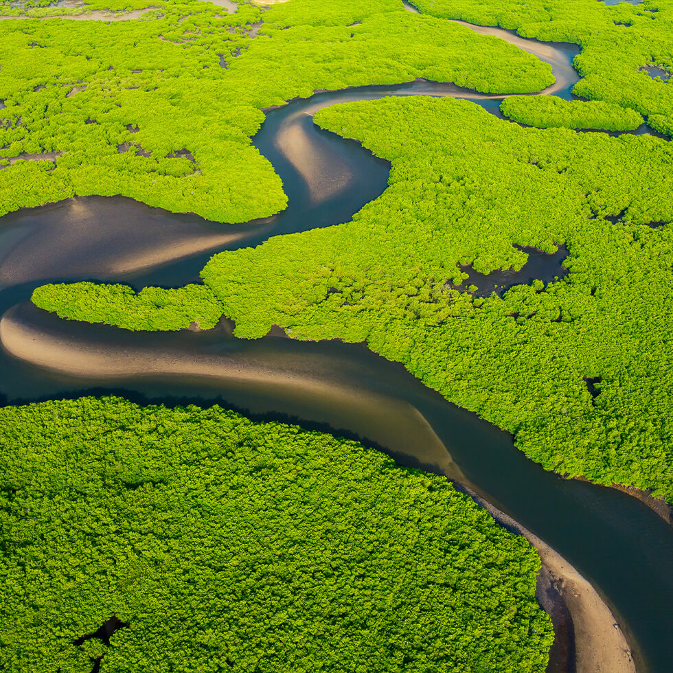 Fluss schlängelt sich durch einen dicht bewachsenen Mangrovenwald